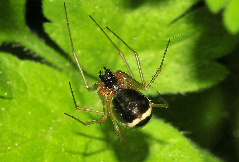 Linyphiidae - Serramazzoni (MO)